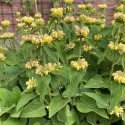 Phlomis russeliana brandkruid geel droogboeket bijen